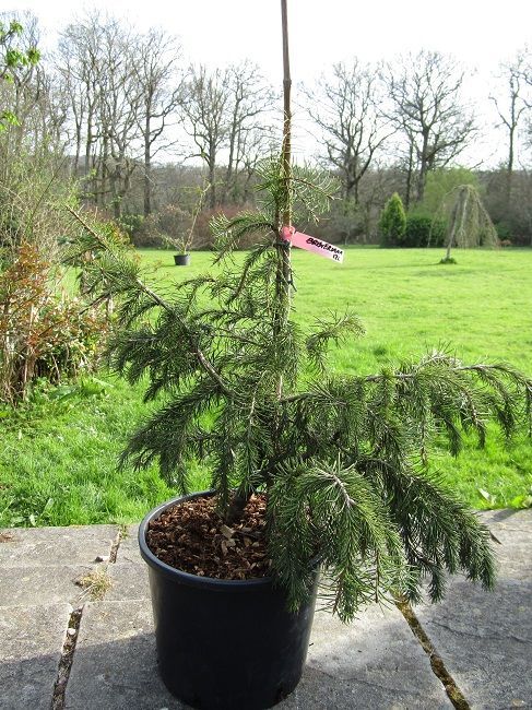 Picea breweriana, 12L 60-70x65
