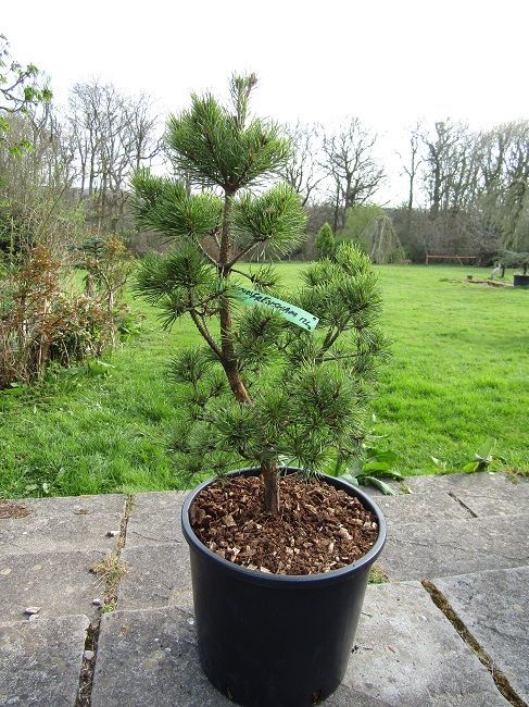 Pinus sylvestris frensham 12L 60-70cm EXACT ITEM OFFER