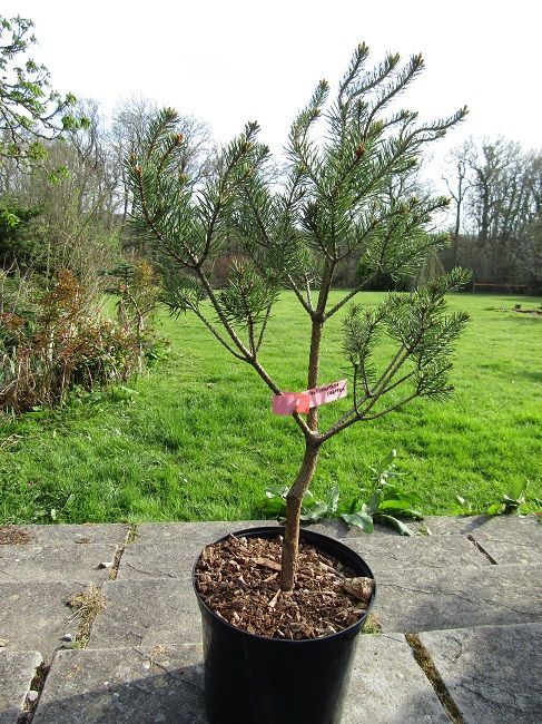 Pinus sylvestris saxatilis 5L 75-85cm