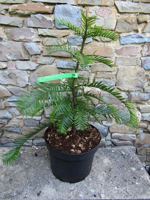 Wollemia nobilis 10L 50-60x55cm
