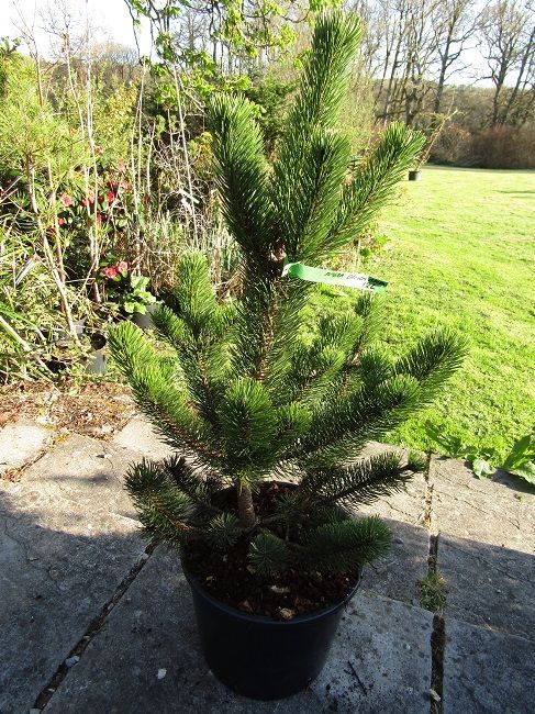 Pinus nigra oregon green 12L MULTISTEM 75-80x55cm