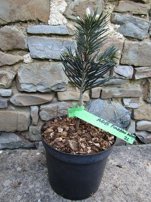 Abies pindrow (Indian provenance) 2L 25-30m