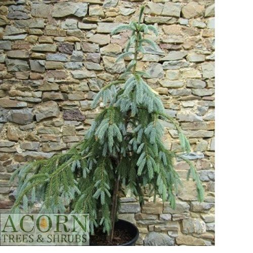 Picea engelmannii bush's lace 20L 95-100cm x55cm