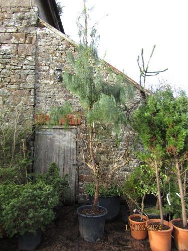 Pinus patula, Mexican weeping pine 50L 450-500cm 15+ foot, iro 25-30yrs old
