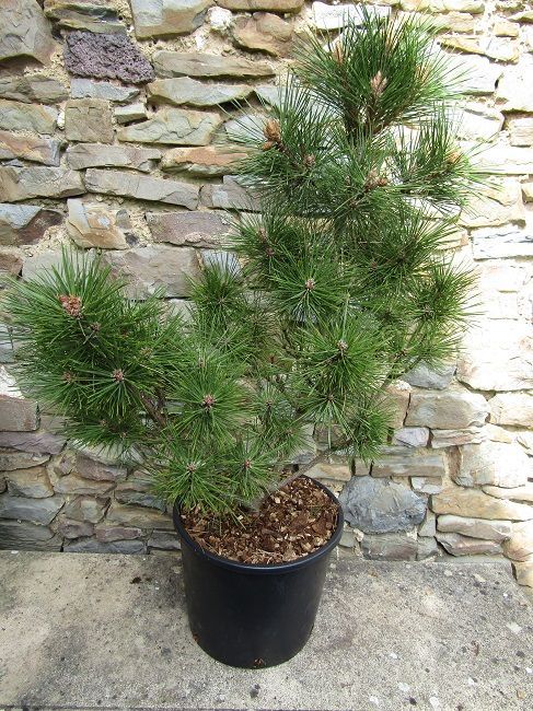 Pinus resinosa nana 12L 77-85x65cm EXACT ITEM OFFER