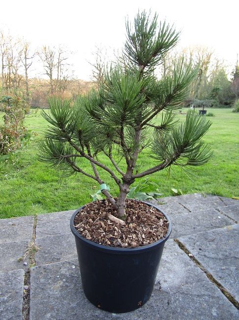 Pinus heldreichii compacta 12L 58-65cm EXACT ITEM OFFER