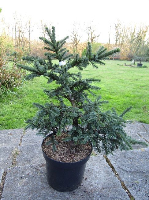 Abies procera bizarro 7.5L 55-60x60cm