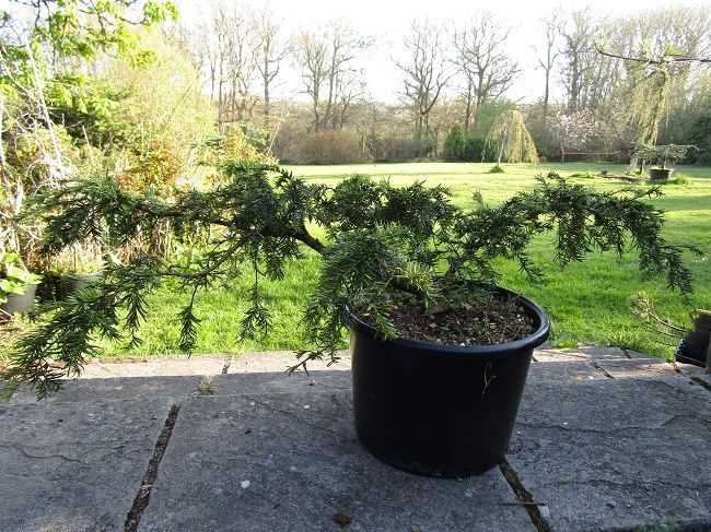 Taxus baccata Dwarf white 20L 25-30x140cm iro 20yrs, EXACT ITEM