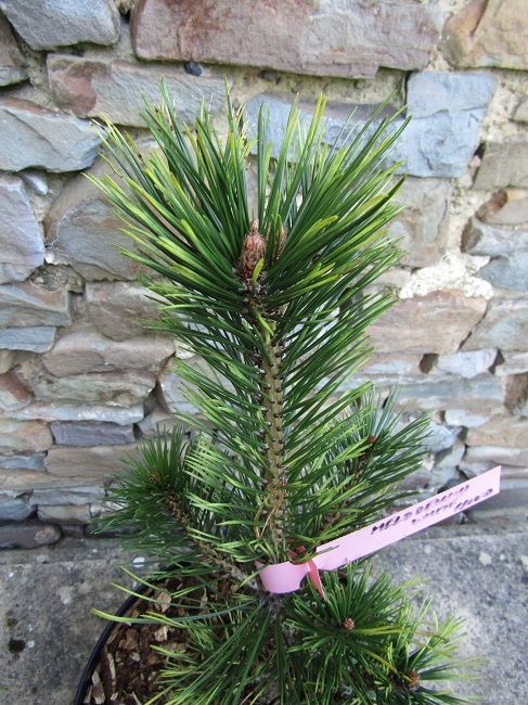 Pinus leucodermis white cloud 10L 44-50cm