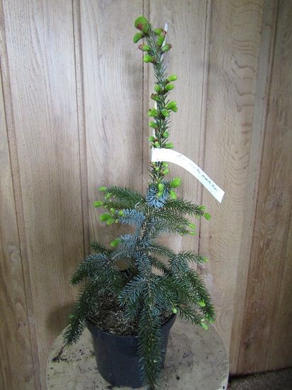 Picea omorika pendula bruns 4L 65-70cm