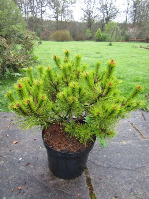 Pinus densiflora low glow 7.5L 40-50x55cm