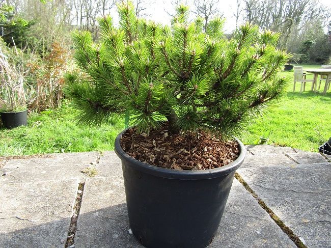 Pinus densiflora low glow 15L 33-40x50cm TWIN STEM