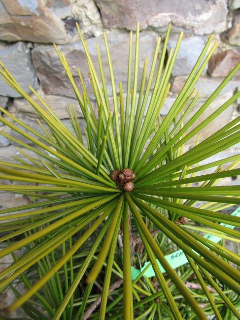 Sciadopitys verticillata gold rush 10 L60-70x55cm