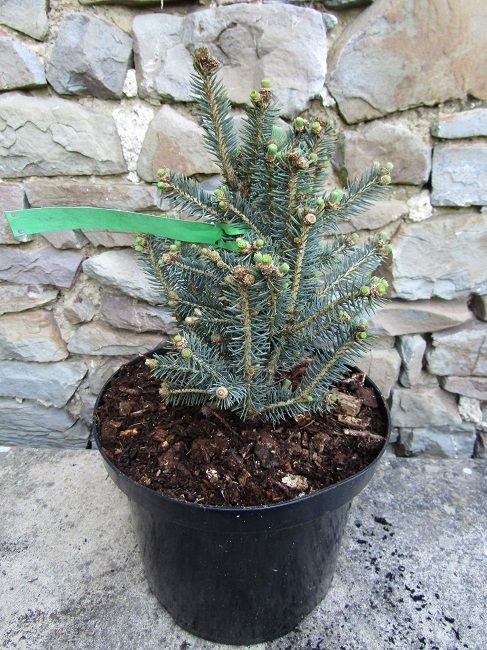 Picea pungens Scottie 5L 25-30cm