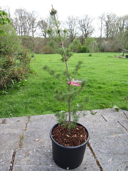 Pinus parviflora shikoku-goyo 10L 100-110cm