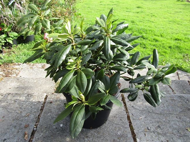 Rhododendron Lees dark purple 20L 45-50x80cm EXACT ITEM OFFER