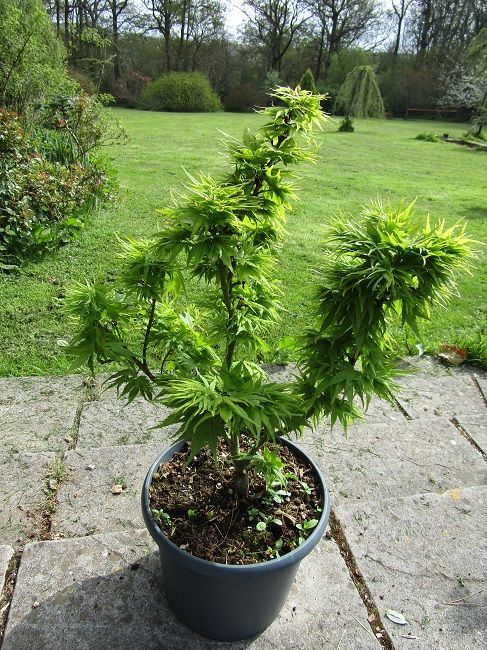 Acer palmatum mikawa yatsubusa, Japanese maple 10L 60-70x54cm