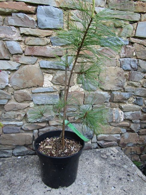 Pinus holfordiana (~ayacahuite x wallichiana) 5L 70-80cm exact item additional photos
