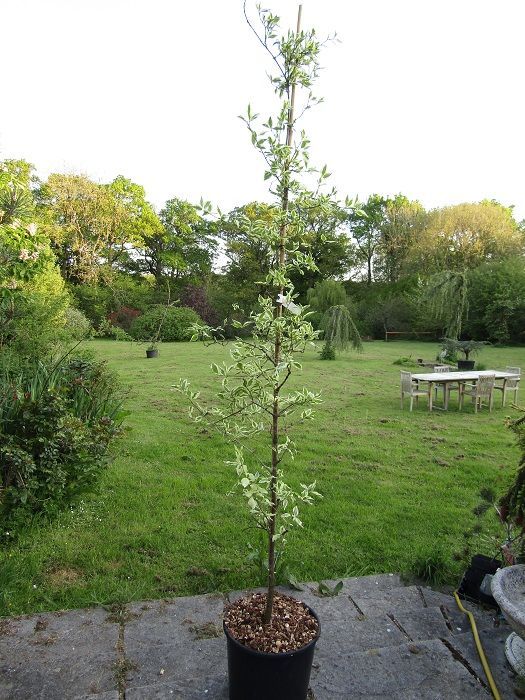 Cornus mas variegata 15L 185-195cm.
