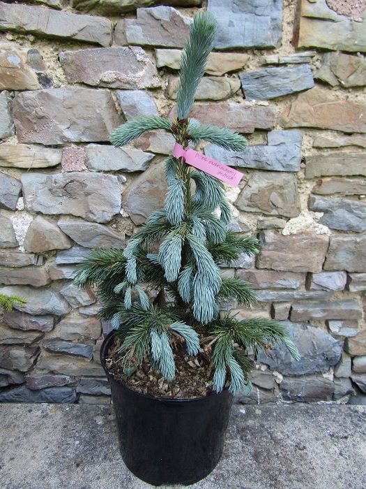 Picea engelmannii glauca, Engelmann's spruce, 7.5L 50-60cm
