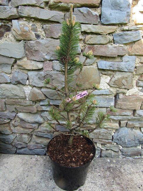 Pinus mugo mumpitz 5L 58-60cm EXACT ITEM PHOTO OFFER