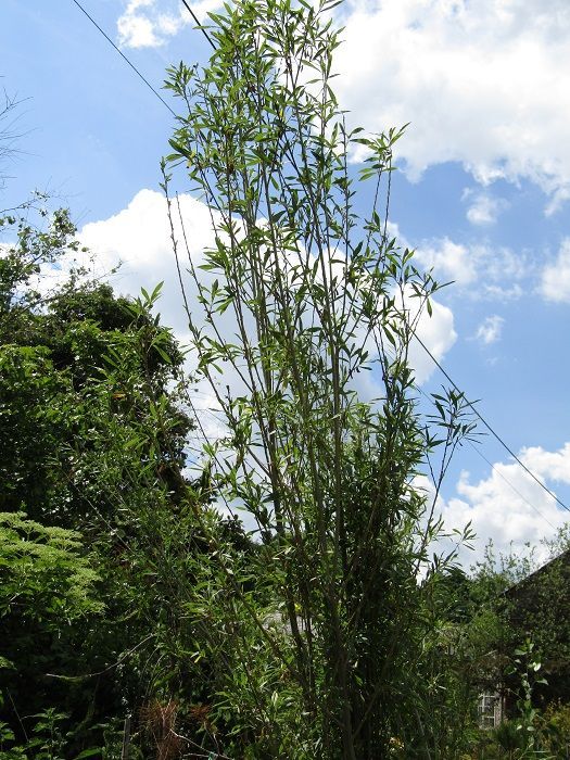Salix alba caerulea, Cricket bat willow 250-300cm healed in or potted field grown whip PLEASE EMAIL THE OFFICE, as they are in stock May 2025