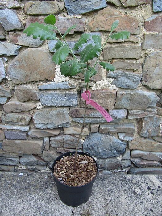 Quercus ithaburensis sub sp. macrolepis, 2L 50-60cm