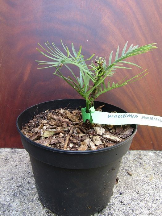 Wollemia nobilis 2L 13-15cm