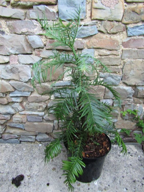 Wollemia nobilis 5L 55-60cm EXACT ITEM PHOTO