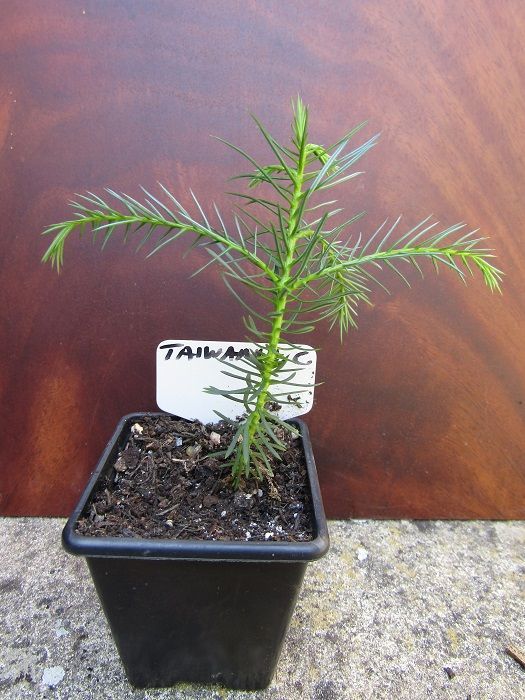 Taiwania cryptomeriodes 11-15cm