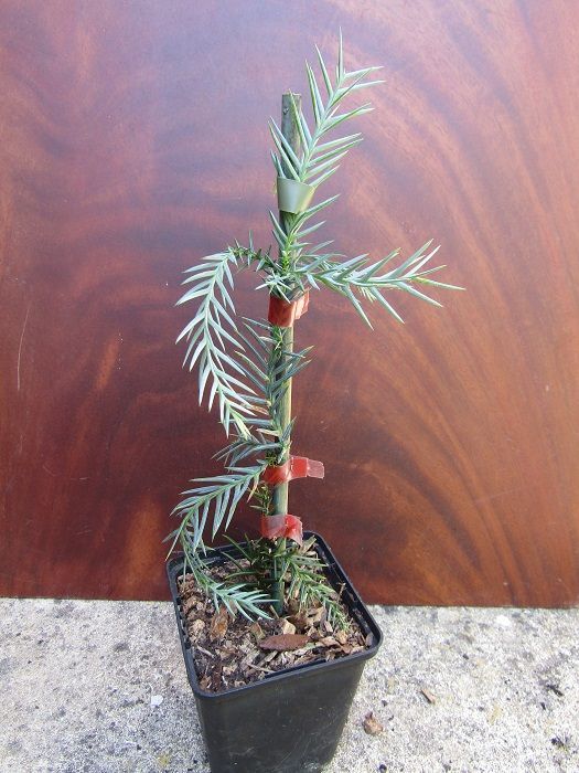 Taiwania cryptomeriodes 25-30cm
