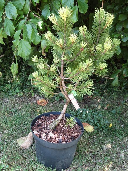 Pinus mugo misty 10L 65-75cm EXACT ITEM PHOTOS