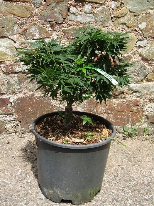 Acer palmatum mikawa yatsubusa, Japanese maple 15L 39-45x40cm EXACT ITEM PHOTOS