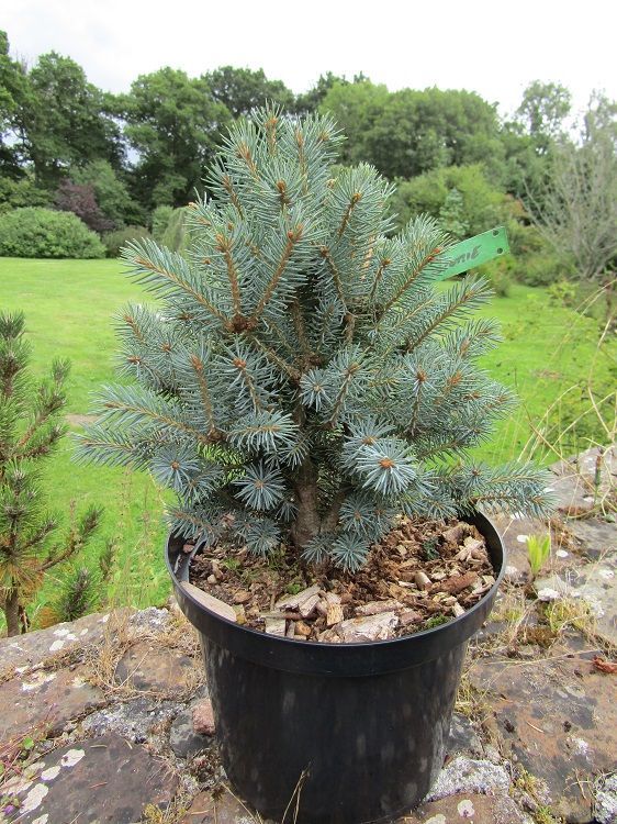 Picea pungens Scottie 5L 28-30cm