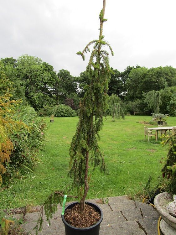 Picea abies inversa 20L 170-180cm if leader caned, EXACT ITEM OFFER
