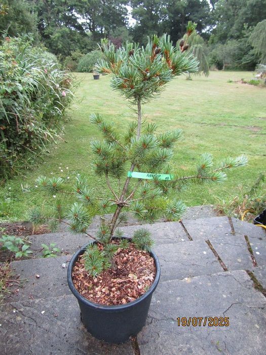 Pinus parviflora negishi 15L 80-90x75cm EXACT ITEM OFFER