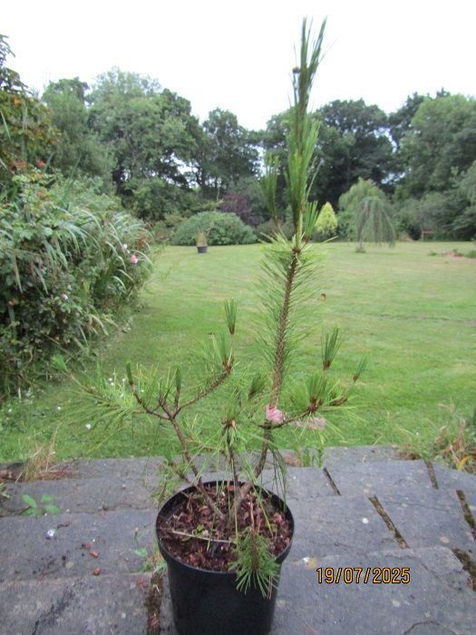 Pinus densiflora Ogon-aka-matsu , Japanese red pine 19th Century variant 5L 75-85cm