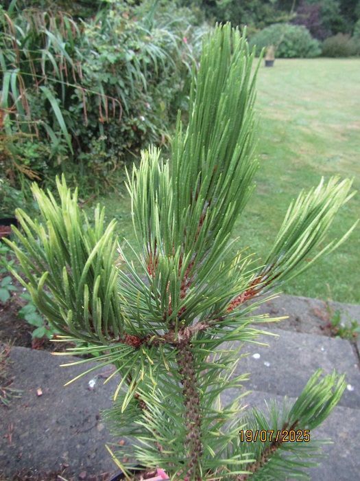 Pinus leucodermis white cloud 10L 55-60cm