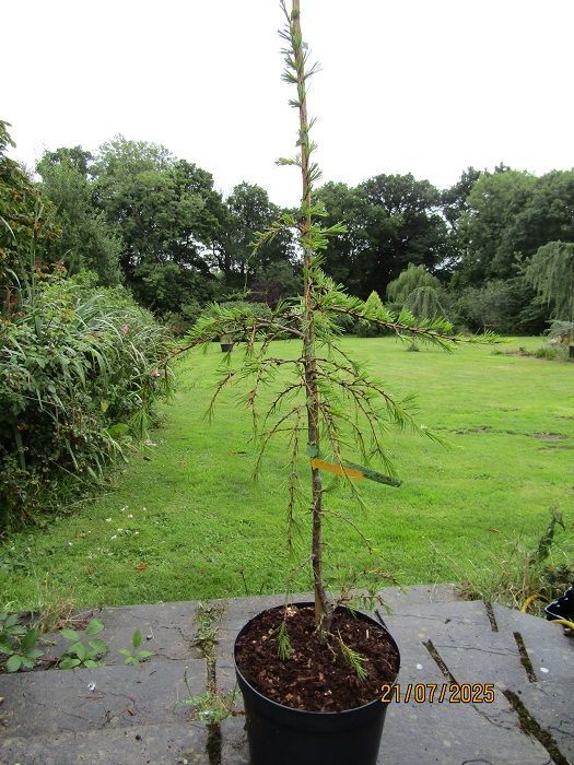 Cedrus deodara golden horizon 10L 110-120cm