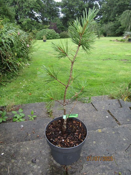 Pinus strobiformis, Chihuahua White Pine 5L 59-70cm