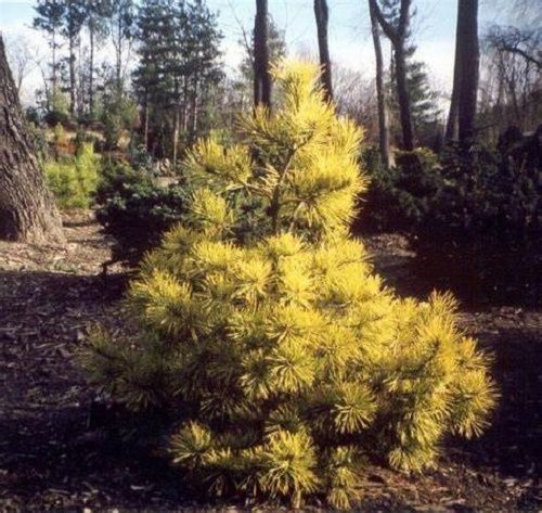 Pinus sylvestris aurea 7.5L 85-95x65cm