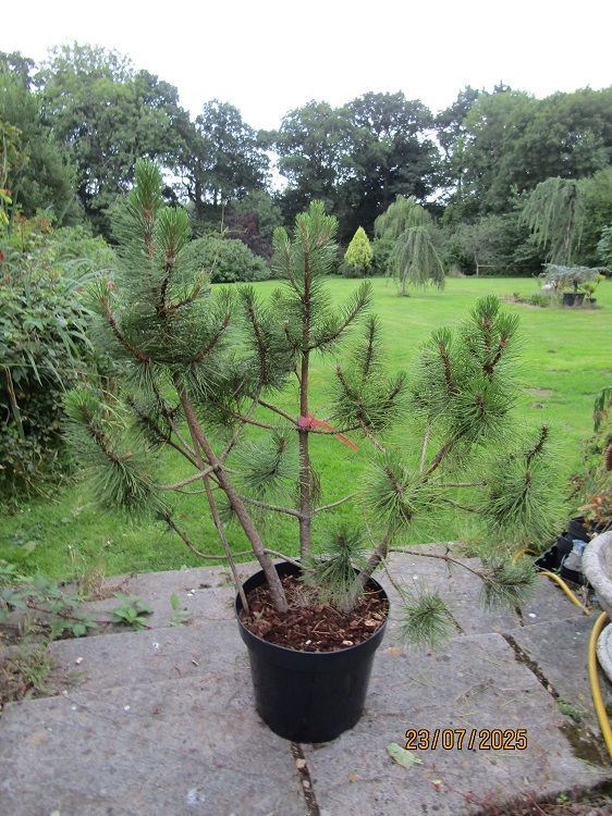 Pinus nigra nigra Multistem 15L 85-95x90cm Excellent niwaki material.