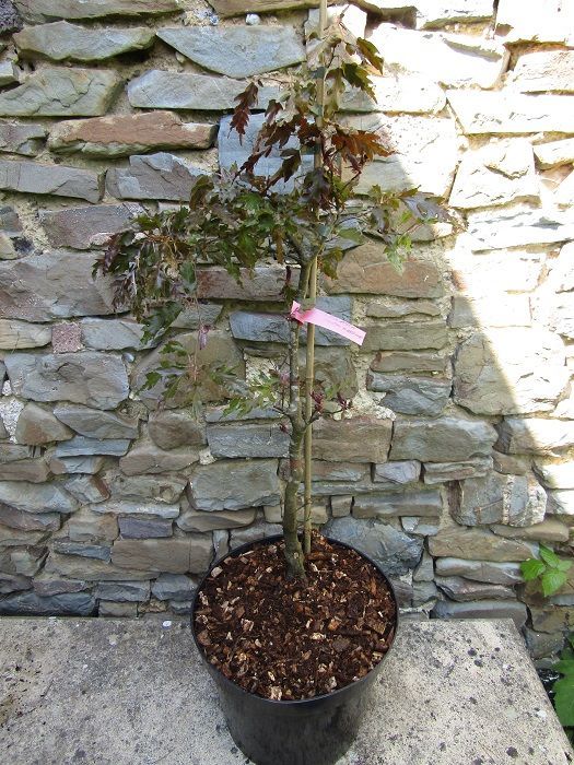 Fagus sylvatica rohan weeping beech 10L 70-75x45cm @10 yrs old