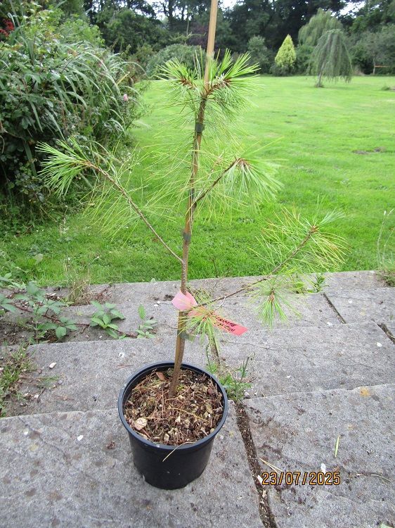 Pinus ayacahuite var. veitchii, Mexican white pine 55-65cm