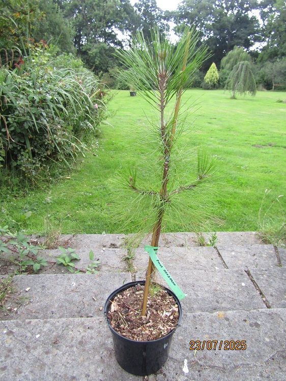 Pinus psuedostrobus var apulcensis (syn ~oaxacana) 70-80cm