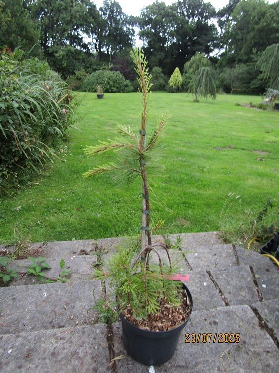 Pinus monticola pendula 7.5L 75-85cm