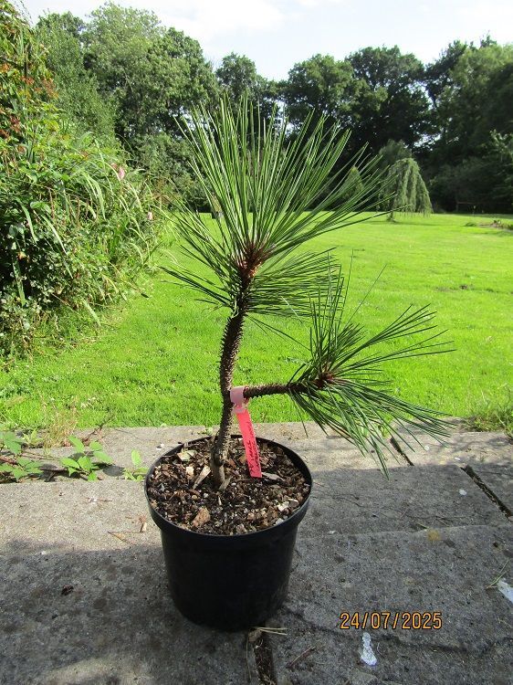 Pinus jeffreyi joppi 4L 45-50cm