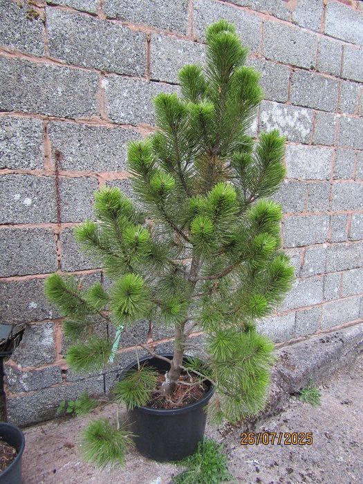 Pinus heldreichii, Bosnian pine 30L 145-155x110cm EXACT ITEM OFFER