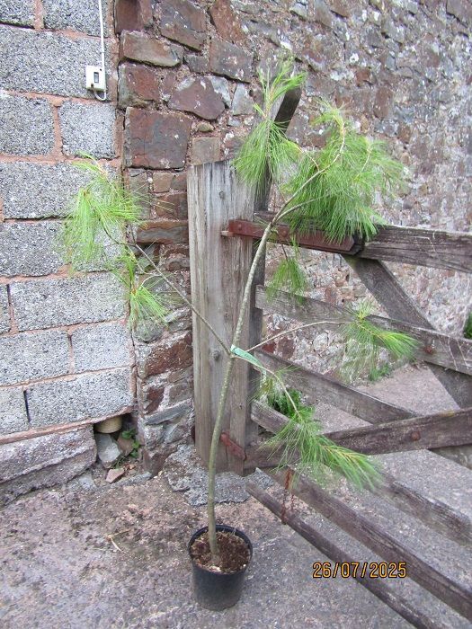 Pinus armandii 5L 175-185cm