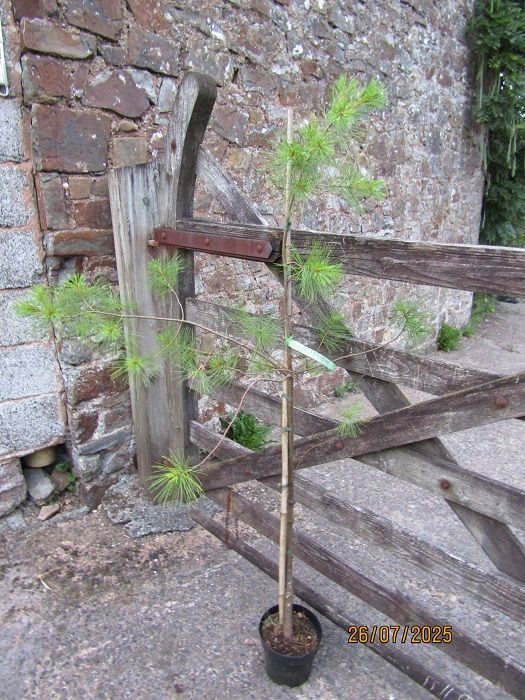 Pinus strobus, Eastern white/Weymouth pine 155-165cm